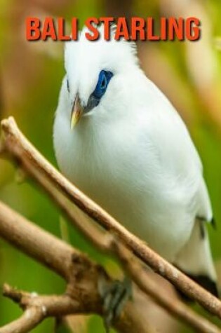 Cover of Bali Starling