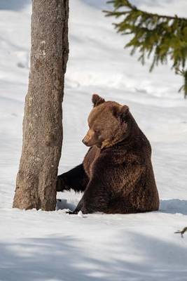 Book cover for Brown Bear in the Snow Journal