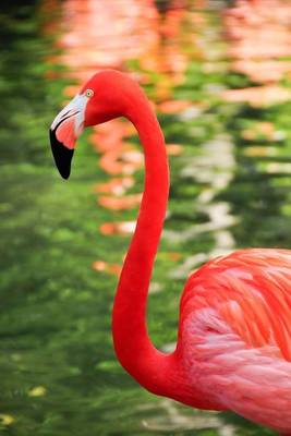 Book cover for Caribbean Flamingo Portrait Journal