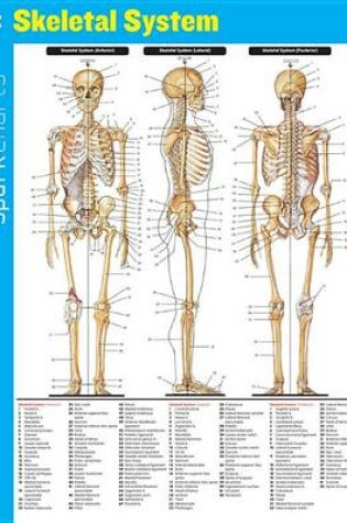 Cover of Skeletal System SparkCharts