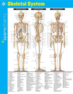 Book cover for Skeletal System SparkCharts