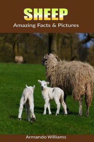 Cover of Sheep