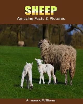 Book cover for Sheep