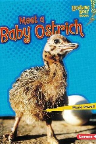 Cover of Meet a Baby Ostrich