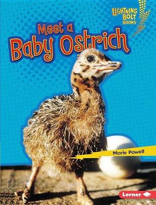 Book cover for Meet a Baby Ostrich