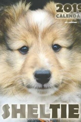 Cover of Sheltie 2019 Calendar (UK Edition)