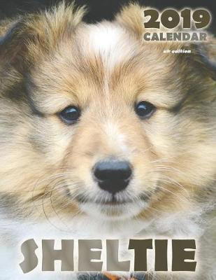 Book cover for Sheltie 2019 Calendar (UK Edition)