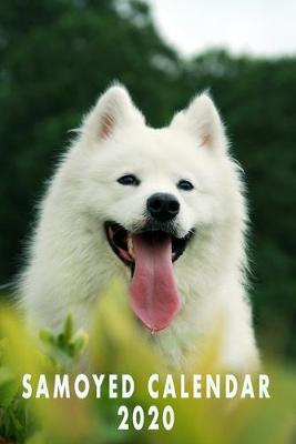 Book cover for Samoyed Calendar 2020