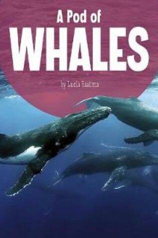 Cover of A Pod of Whales (Animal Groups)
