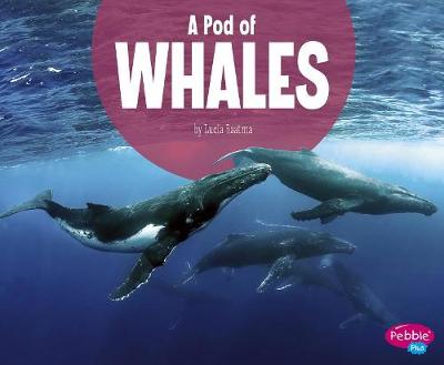 Book cover for A Pod of Whales (Animal Groups)