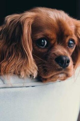 Cover of Sweet Faced Cocker Spaniel