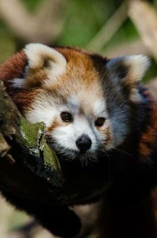 Cover of A Cute Red Panda Nestled in a Tree