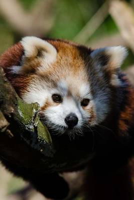 Book cover for A Cute Red Panda Nestled in a Tree