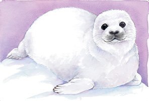 Book cover for Harp Seal Notepad