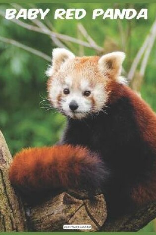 Cover of Baby Red Panda 2021 Wall Calendar