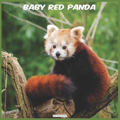 Book cover for Baby Red Panda 2021 Wall Calendar