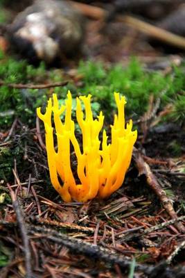 Book cover for Yellow Staghorn Fungus Journal