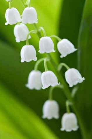 Cover of A Brilliant White Blooming Lily of the Valley Flower