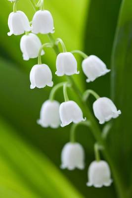 Book cover for A Brilliant White Blooming Lily of the Valley Flower