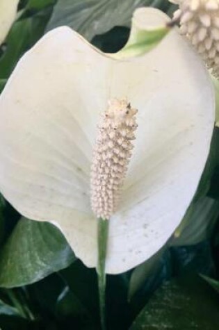 Cover of Peace Lily, for the Love of Flowers