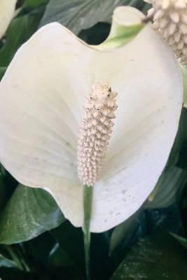 Book cover for Peace Lily, for the Love of Flowers