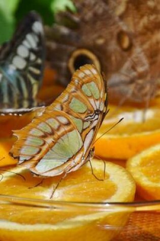 Cover of Butterflies Feeding on Oranges