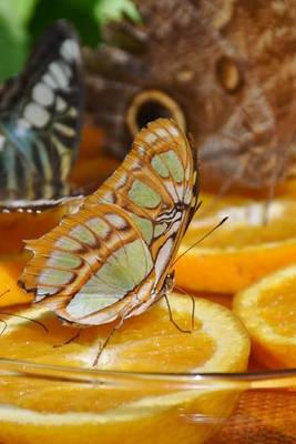 Book cover for Butterflies Feeding on Oranges