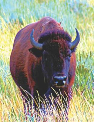 Book cover for Bison Buffalo Lovers Journal