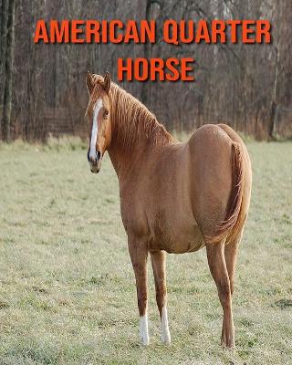 Book cover for American Quarter Horse