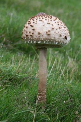 Book cover for Young Parasol Mushroom in the Grass Journal