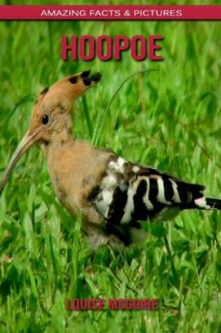 Cover of Hoopoe