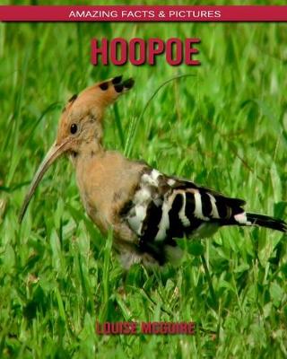 Book cover for Hoopoe