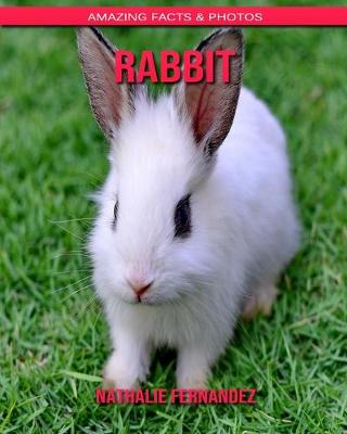 Book cover for Rabbit