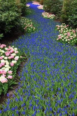 Book cover for Flower Bed of Blue Hyacinth (for the Love of Flowers)