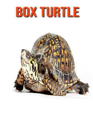 Book cover for Box Turtle