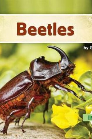 Cover of Beetles