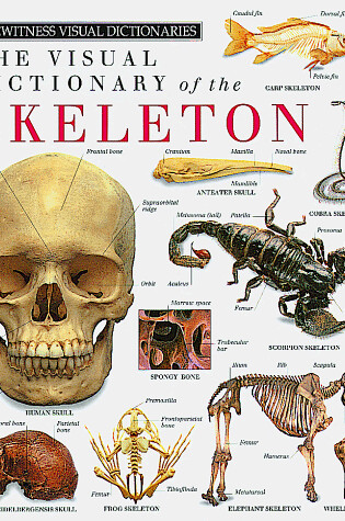 Cover of Skeleton