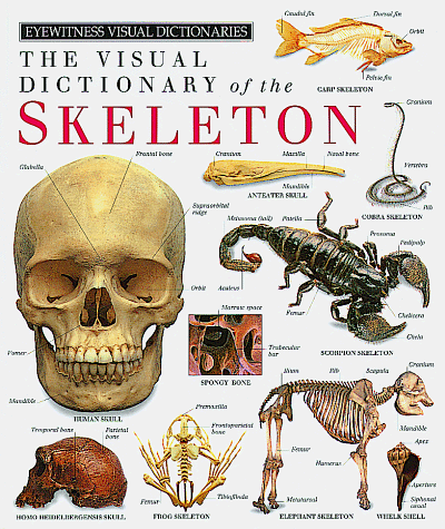 Book cover for Skeleton