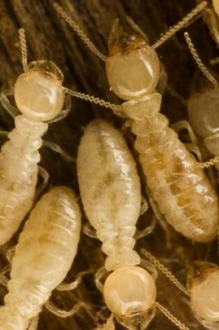 Cover of Carpenter Subterranean Termites on Wood Journal