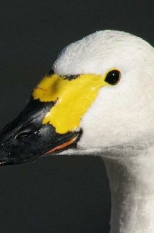 Cover of Head of a Bewick's Swan Journal