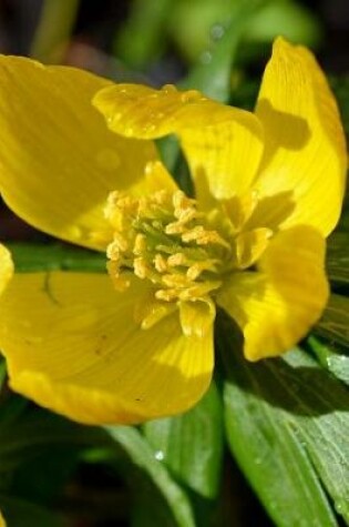 Cover of Winterling Buttercup Flower Eranthis Hyemalis Journal