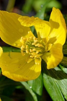 Book cover for Winterling Buttercup Flower Eranthis Hyemalis Journal