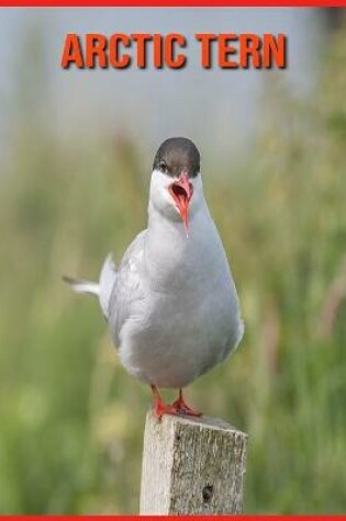 Cover of Arctic Tern