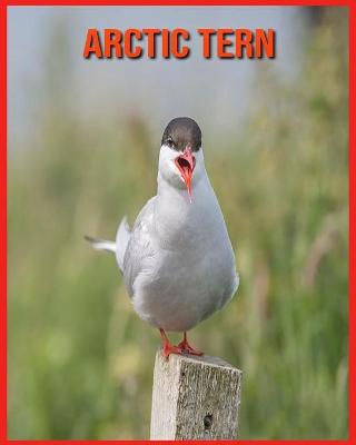 Book cover for Arctic Tern