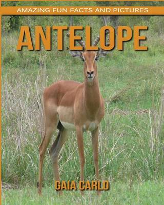 Book cover for Antelope