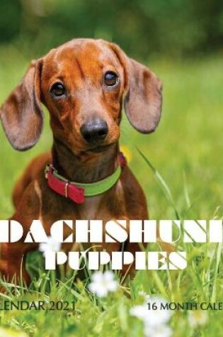 Cover of Dachshund Puppies Calendar 2021