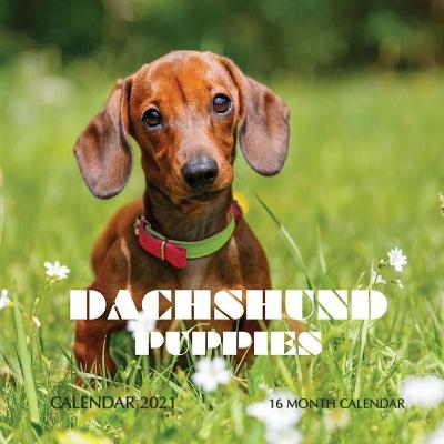 Book cover for Dachshund Puppies Calendar 2021