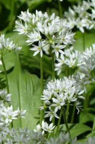 Cover of Allium Ursinum Flowers in the English Woods Journal