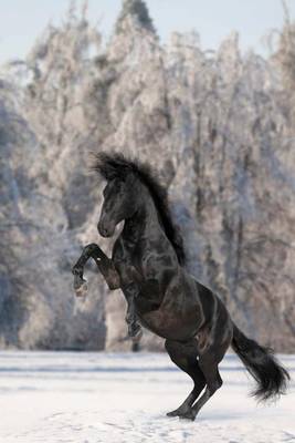 Book cover for Black Kladruber Rearing Czech Horse Journal