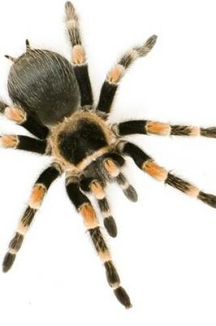 Cover of Brachypelma Smithi Mexican Redknee Tarantula